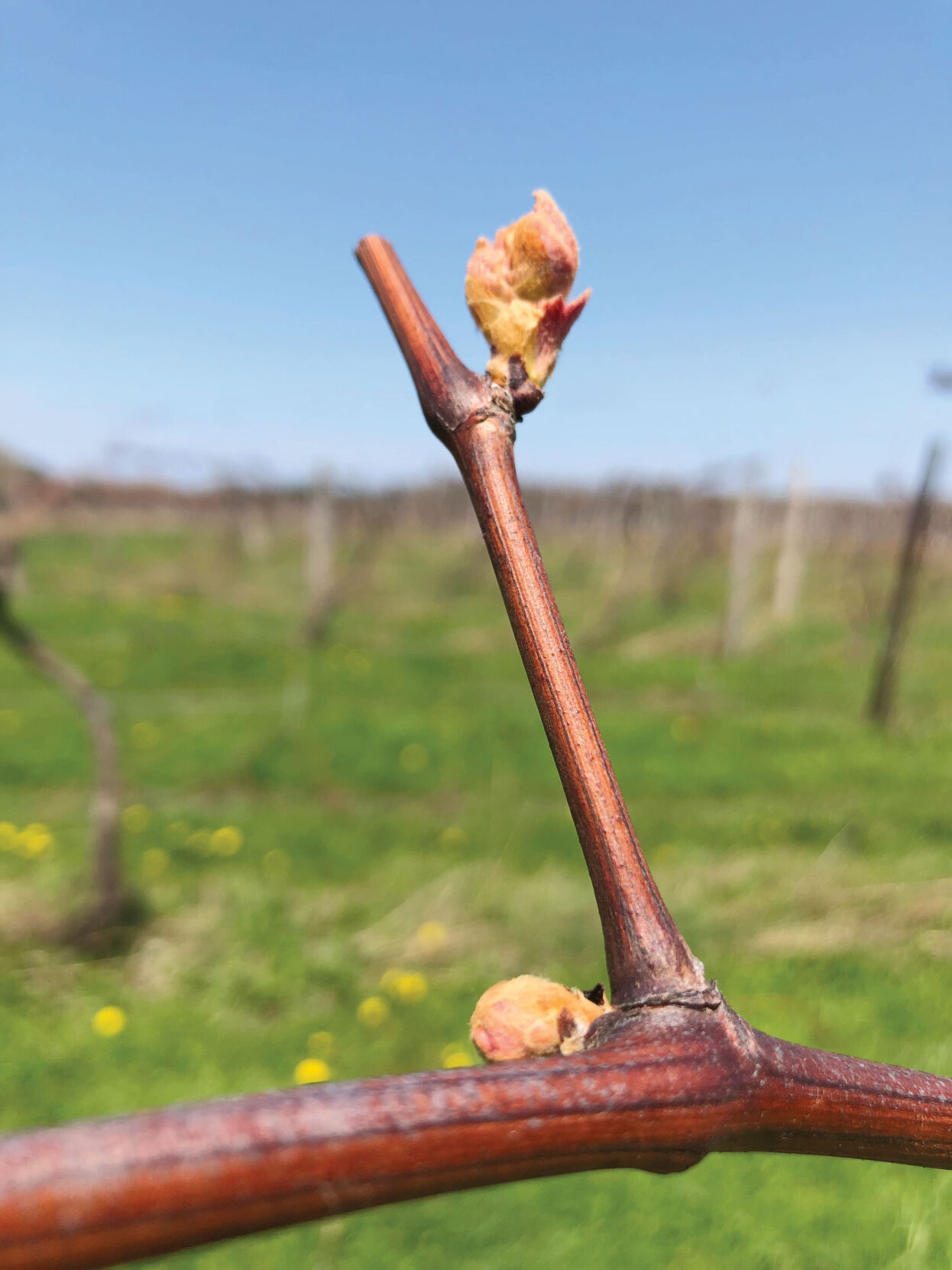 Concord grapes budding out